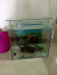 Aquariuam sale...